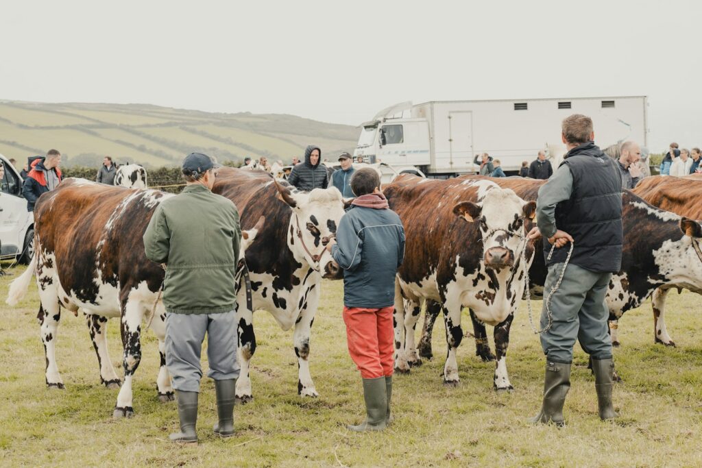 a group of people standing around a herd of cows
